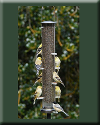 THISTLE TUBE LARGE BRUSHED NICKEL