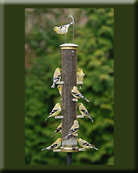 THISTLE TUBE LARGE ANTIQUE BRASS