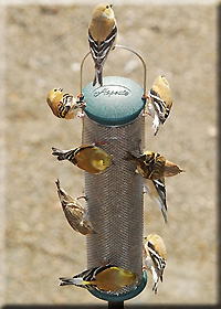 MED NYJER MESH FEEDER SPRUCE