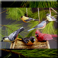 6 Assorted Backyard Birds