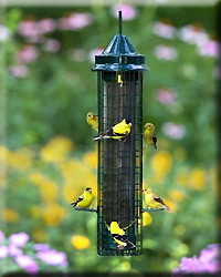 Squirrel Buster Finch Feeder