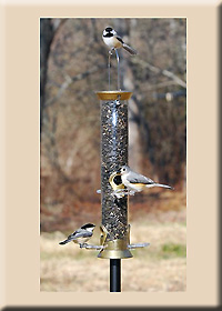 SUNFLOWER FEEDER 15IN GOLD
