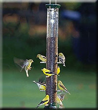 Sunflower Feeder 23in Green