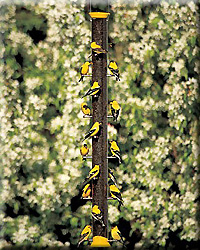 YELLOW METAL THISTLE FEEDER 36IN