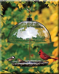 DOROTHYS CARDINAL FEEDER