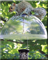SQUIRREL GUARD BLACK