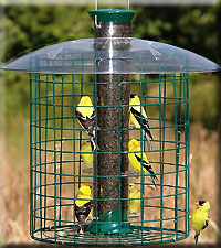 Thistle Domed Cage