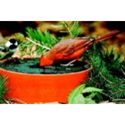 WILD BIRD DELUXE SOLAR SIPPER RED