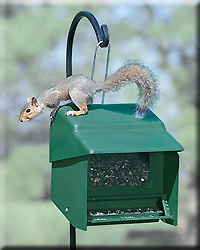 SUPER STOP A SQUIRREL