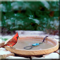 GulfStream Bird Bath Heater