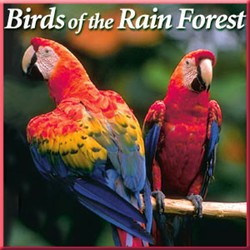 BIRDS OF THE RAIN CD