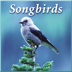 SONGBIRDS CD