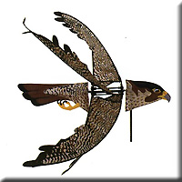 PEREGRINE FALCON SPINNER