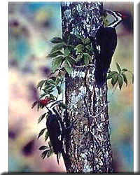 PILEATED WOODPECKERS 16X20 PRINT
