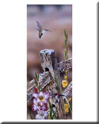 GARDEN HUMMERS 16X29 PRINT