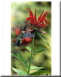 BEEBALM 11X14 PRINT