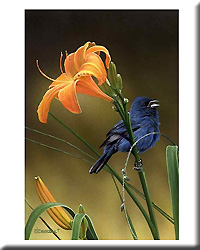 INDIGO BUNTING AND DAYLILY