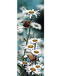 WREN PARADISE 13X27 PRINT