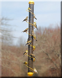 Yellow Spiral Finch Tube 36in