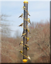 YELLOW SPIRAL FINCH TUBE 36IN