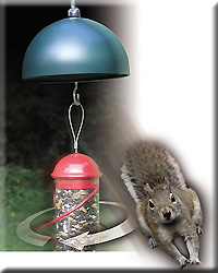 TWIRL A SQUIRREL