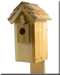 WESTERN BLUEBIRD SHAKE SHINGLE BLUEBIRD