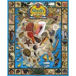 SHELLS OF OUR SHORES