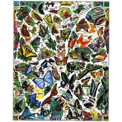 BUTTERFLIES OF THE WORLD