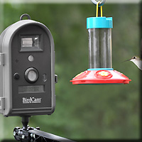 BirdCam