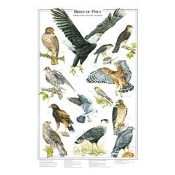 BIRDS OF PREY VOL I