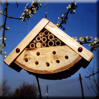 BUG BOX